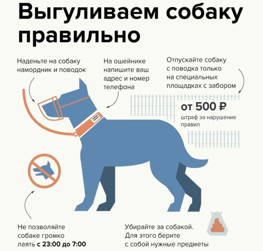 Информация о правилах содержания и выгула собак
