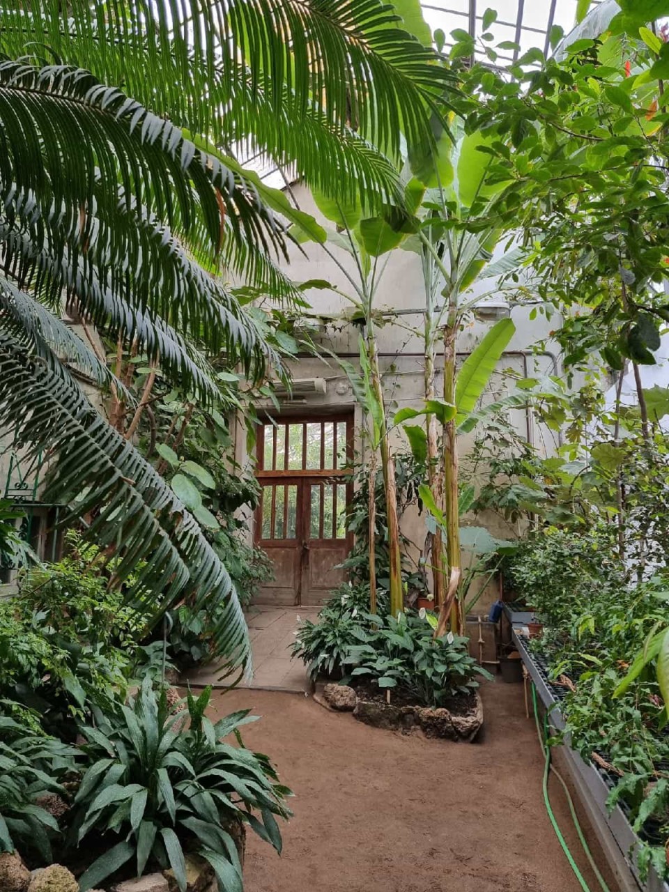 Ботанический сад Петра Великого приглашает посетить оранжереи по льготной цене